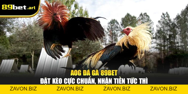 Đá Gà 89Bet - Trận Đấu Đỉnh Cao, Thắng Lớn Mỗi Ngày