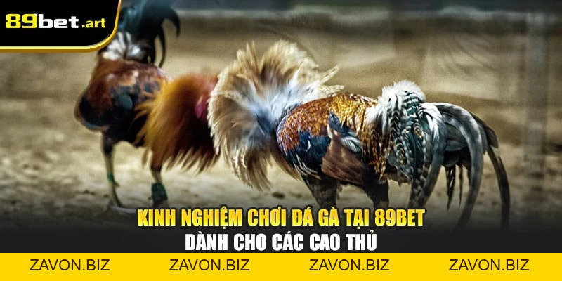 Đá Gà 89Bet - Trận Đấu Đỉnh Cao, Thắng Lớn Mỗi Ngày