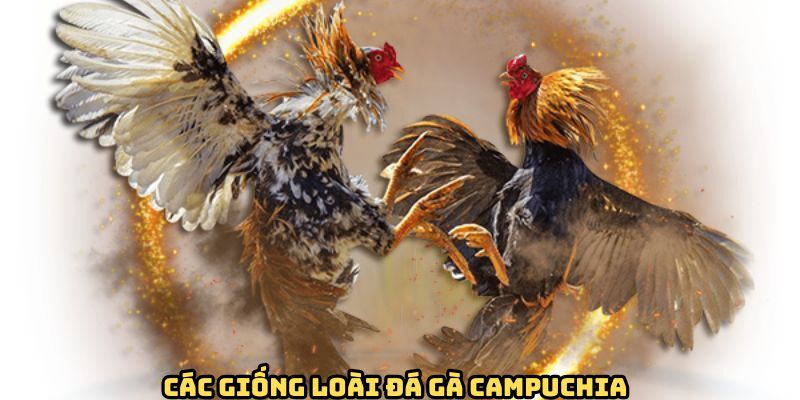 Luật Đá Gà Campuchia Cực Đơn Giản Và Dễ Hiểu Cho Tân Binh