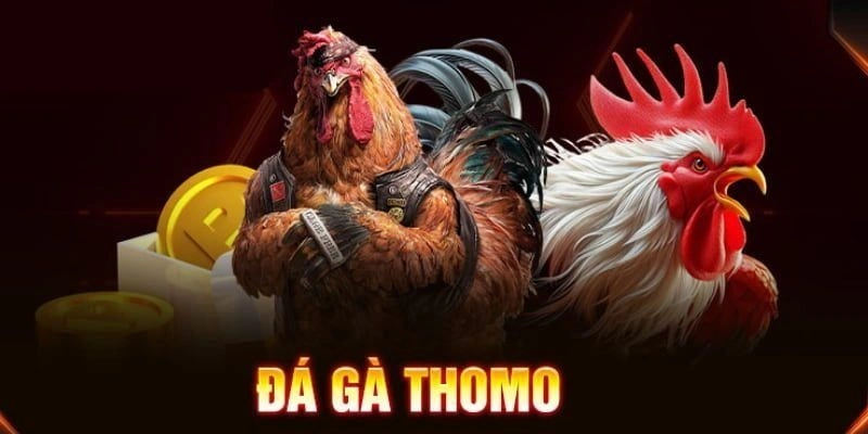 Đá Gà Thomo - Cẩm Nang Không Thể Thiếu Cho Sư Kê