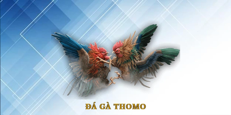 Đá Gà Thomo - Cẩm Nang Không Thể Thiếu Cho Sư Kê